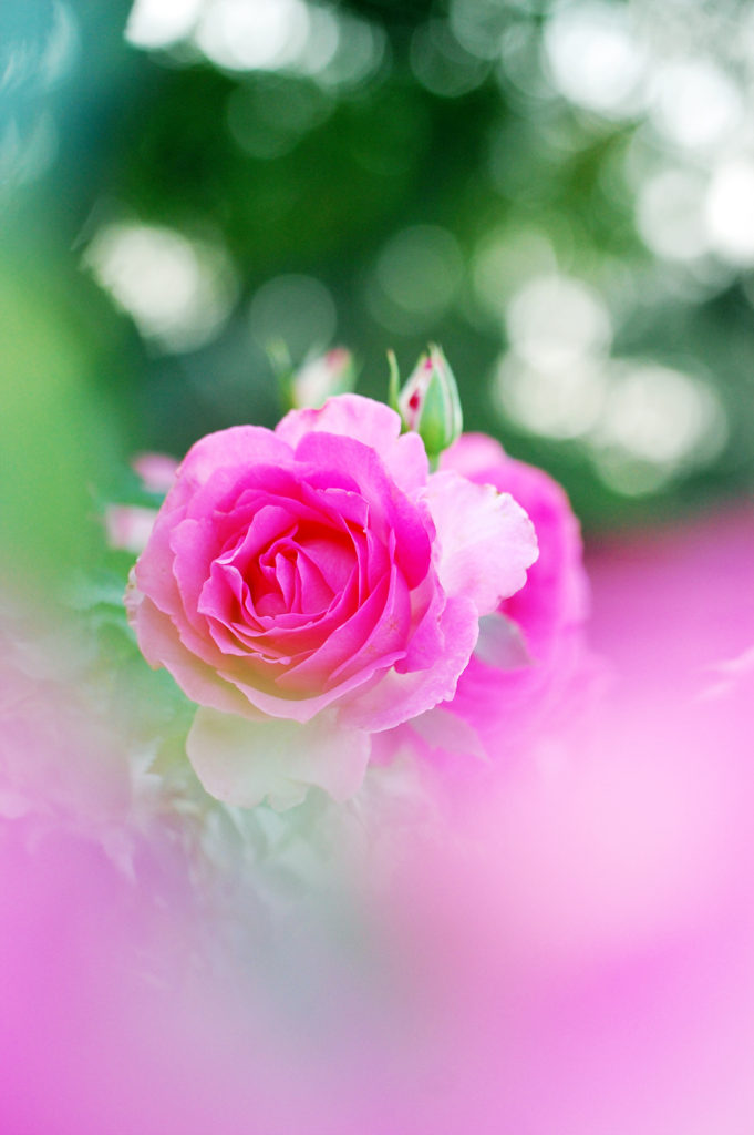 タムロン60mmマクロで撮影したバラの写真