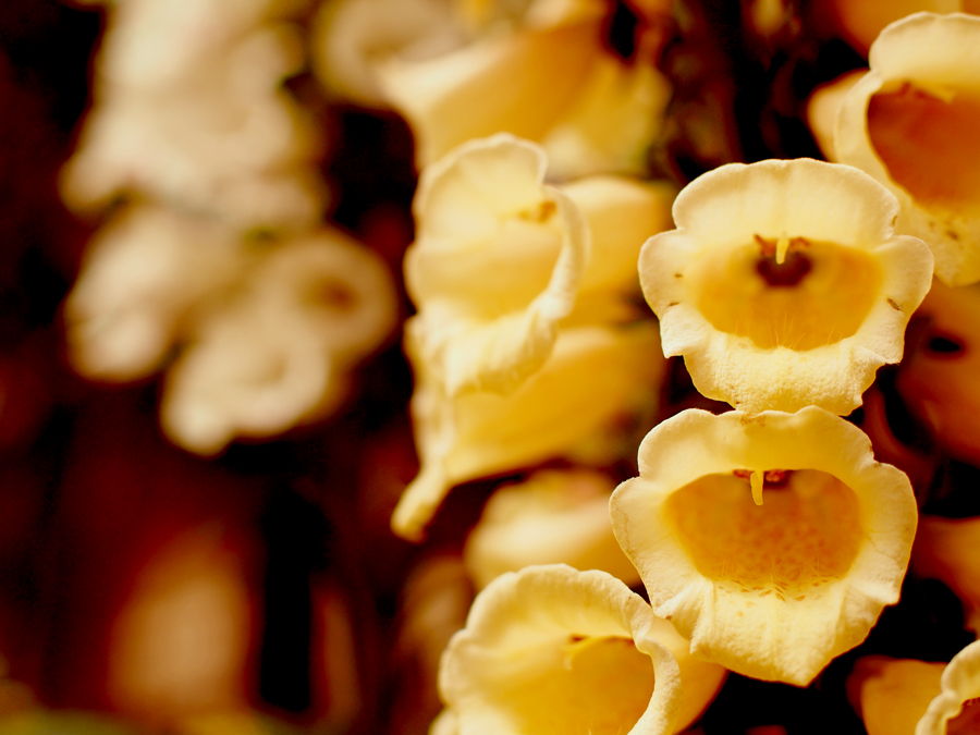 OLYMPUS DIGITAL CAMERA　温室で花を撮影　単焦点レンズ