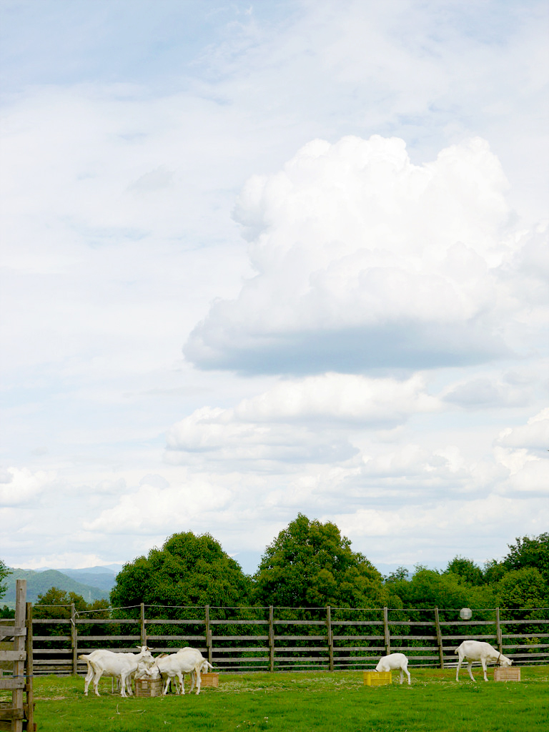 空と羊と牧場と。縦構図を日本昭和村で