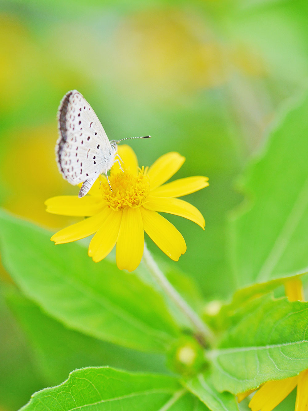 白い蝶と黄色の花　明るめに撮る