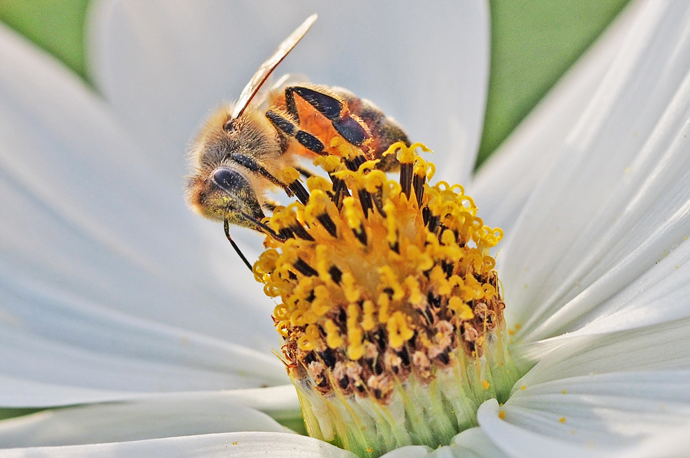 冬支度をするミツバチ　マクロレンズで撮影