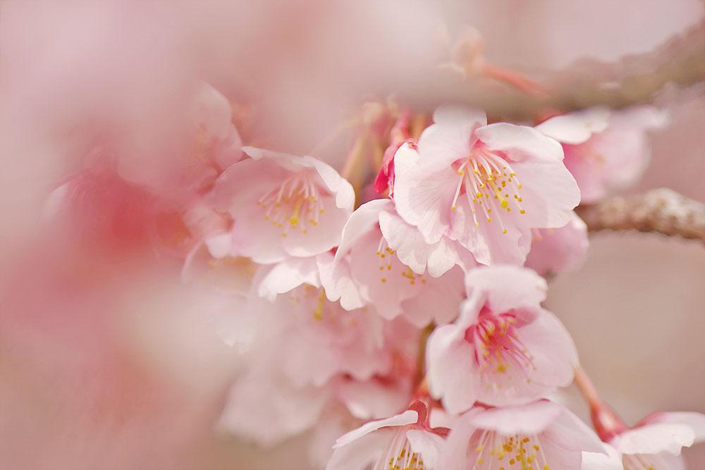 単焦点レンズで撮影した寒桜　岐阜