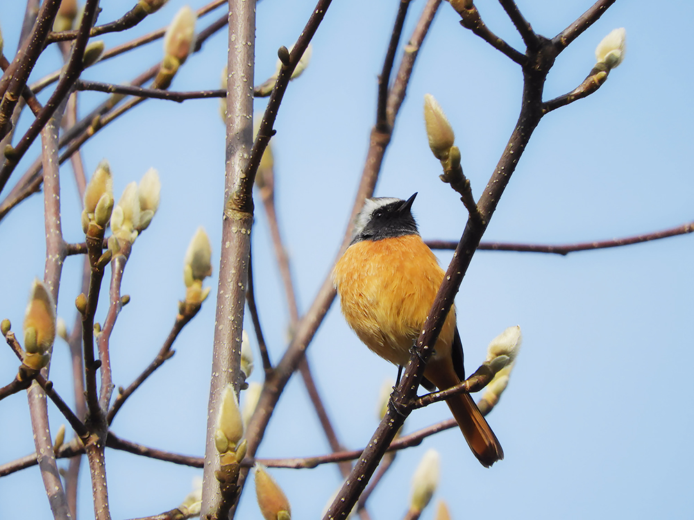 カラフルな冬鳥「ジョウビタキ」について知ってみよう　ジョウビタキの鳴き声