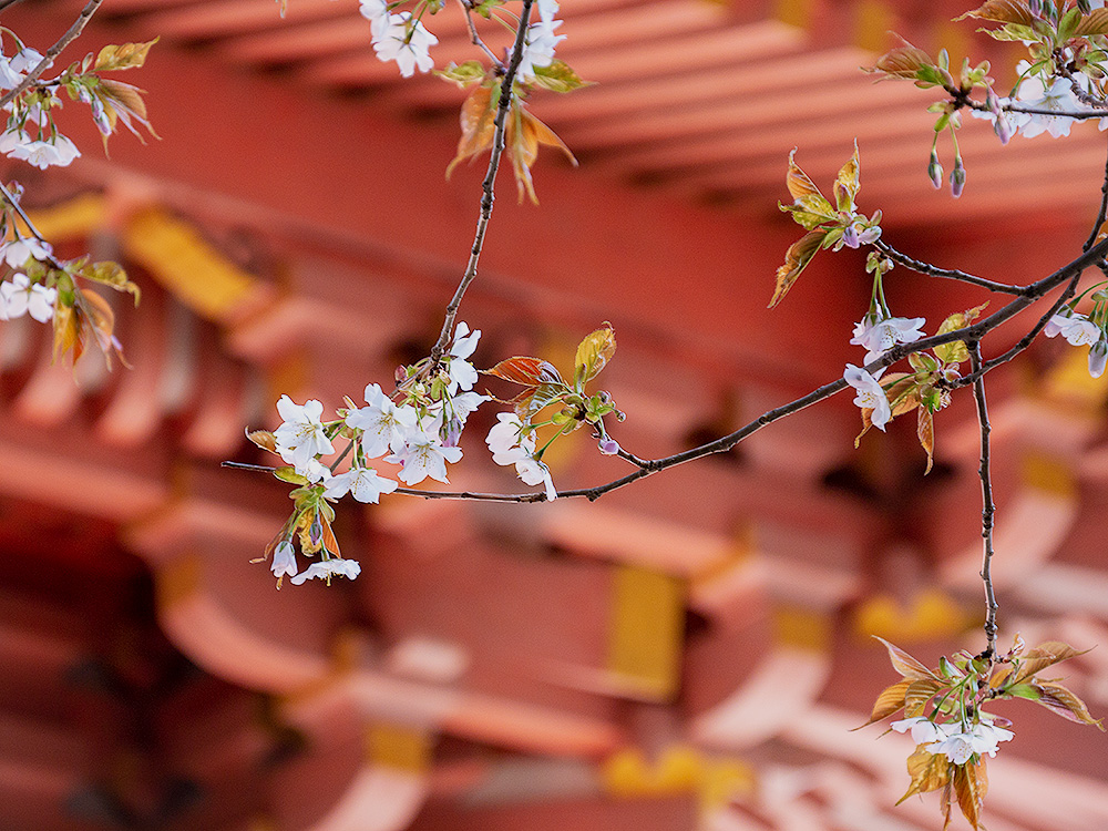 朝倉山真禅院　三重塔と桜